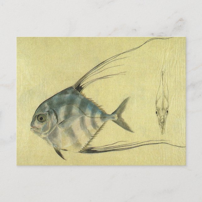 Carte Postale Vintage Threadfin Trevally, Pompano Africain Poiss (Devant)