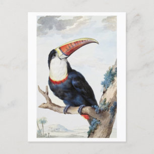 Carte postale Vintage Toucan à bec rouge