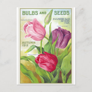 Carte postale Vintage Tulip Flower