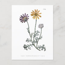 Vintage Ursinia Anthemoides Feu Solaire Botanique