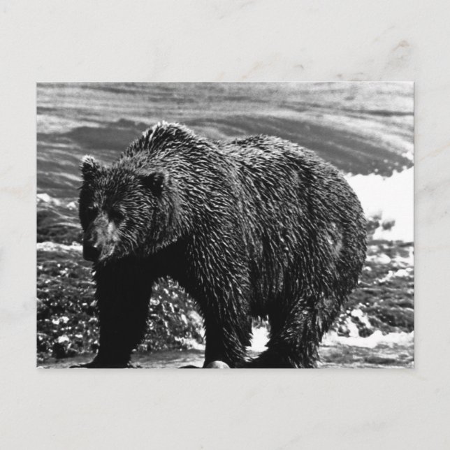 Carte Postale Vintage USA Alaska brun (Devant)