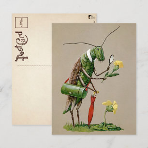 Carte postale vintage victorienne de sauterelle