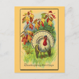 Carte Postale Vintage White Turkey