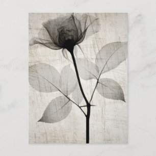 Carte Postale Vintage X-Ray Flower w/ Leaves