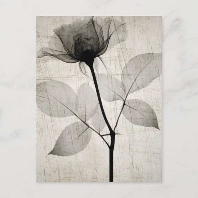 Carte Postale Vintage X-Ray Flower w/ Leaves (Devant)