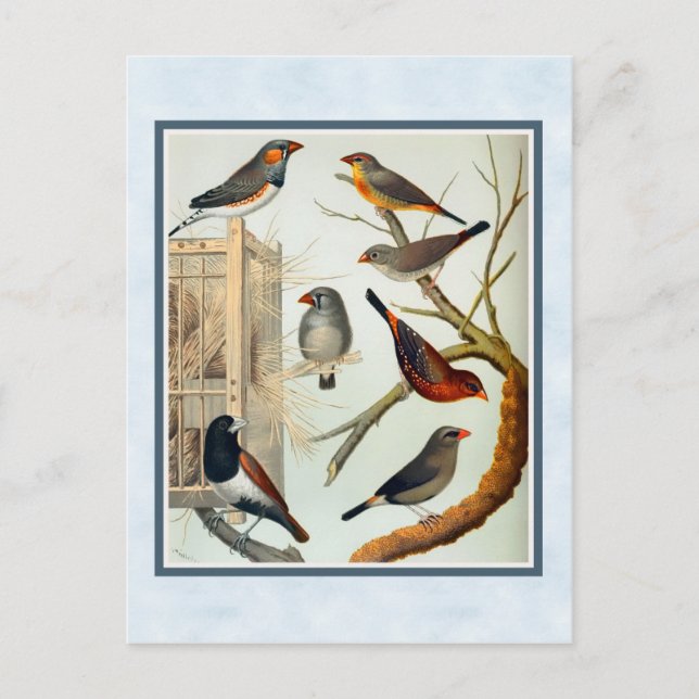 Carte Postale Vintage Zebra Finches (Devant)