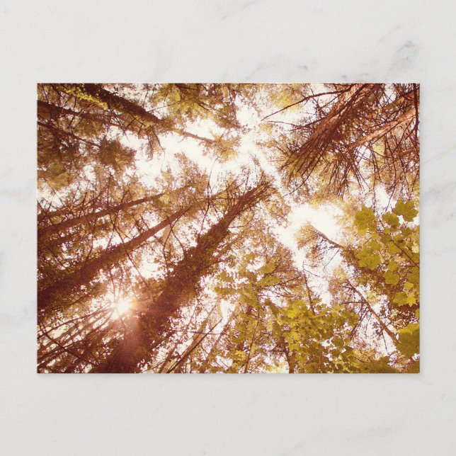 Carte Postale Vintages arbres d'été (Devant)