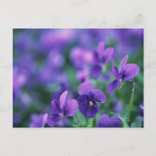 Carte Postale Viola (Devant)