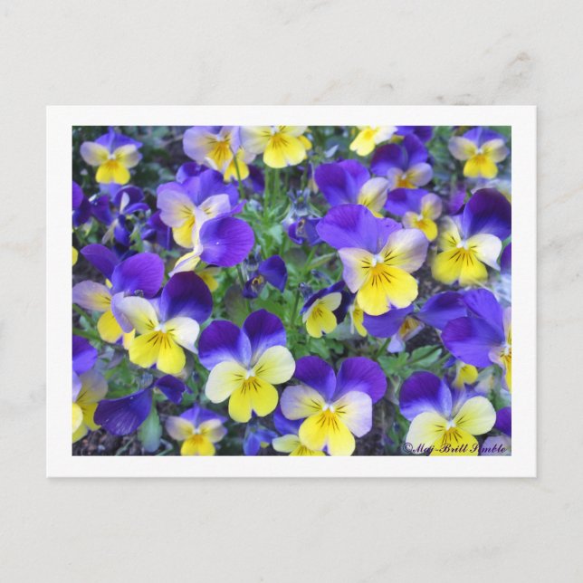 Carte Postale Viola cornuta (Devant)