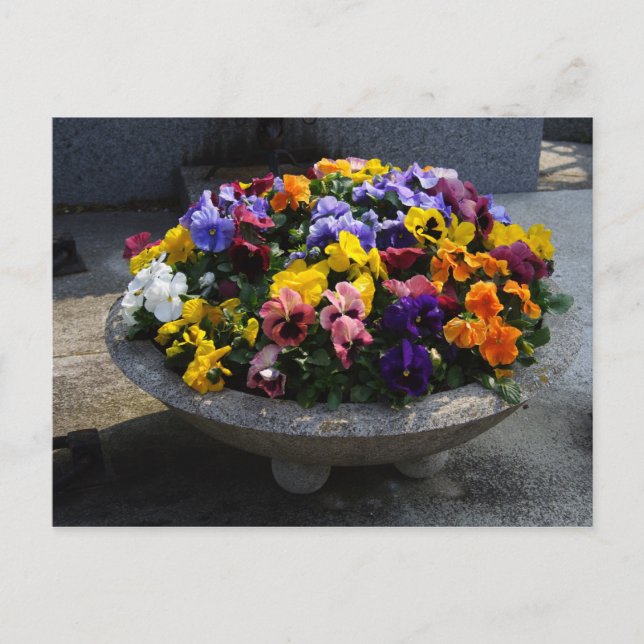 Carte Postale Viola sortrockiana (Devant)