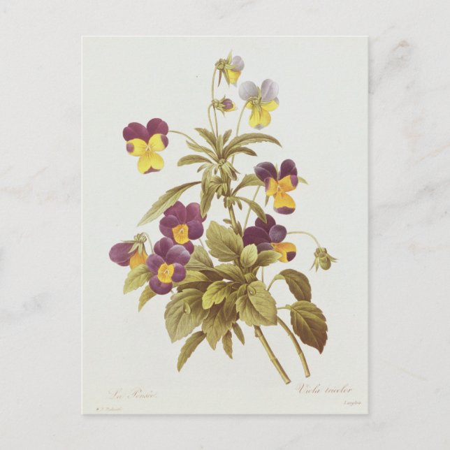 Carte Postale Viola Tricolor (Devant)
