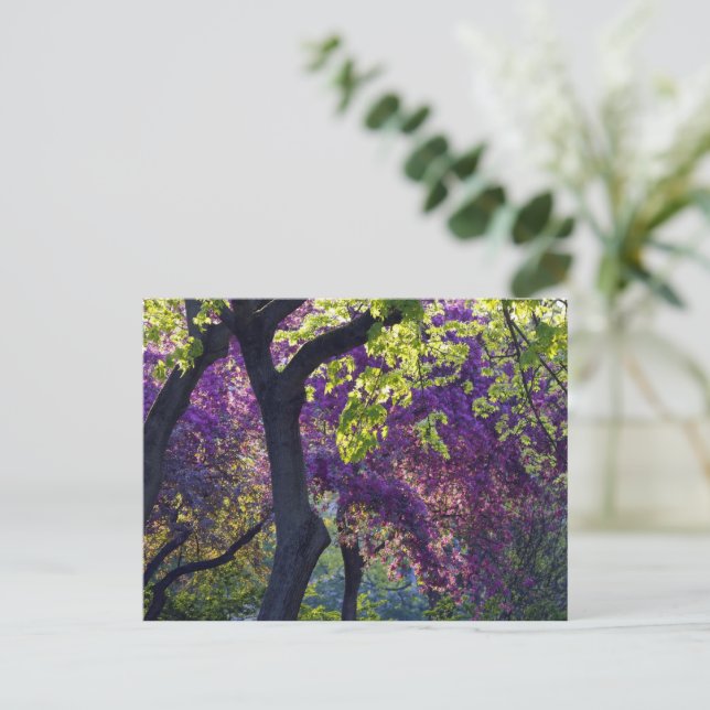 Carte Postale Violet  (Debout devant)