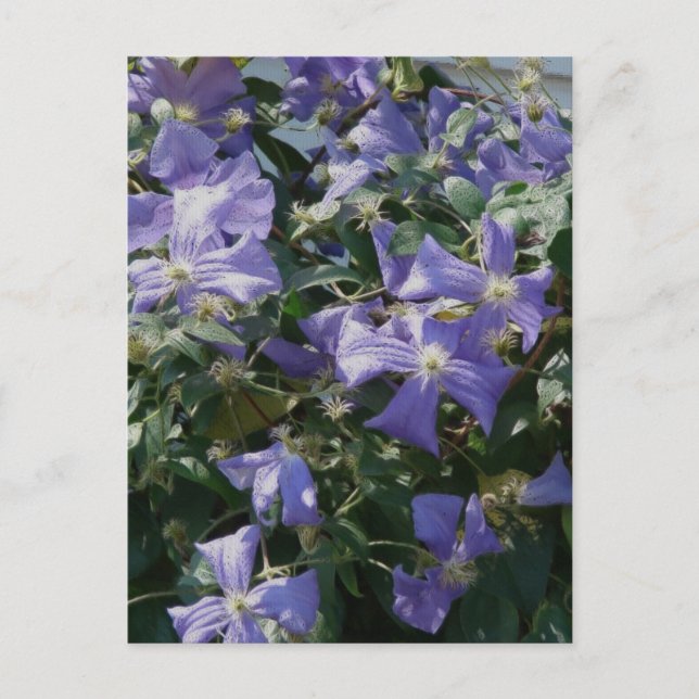 Carte Postale Violet (Devant)
