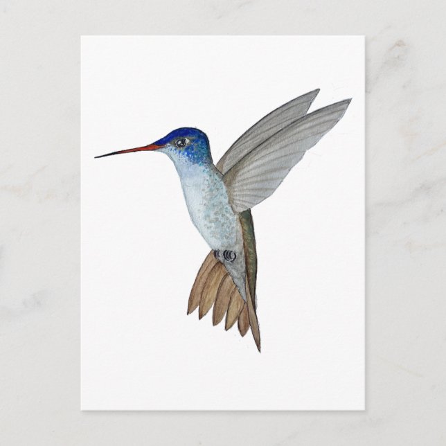 Carte Postale Violet-crowned hummingbird (Devant)