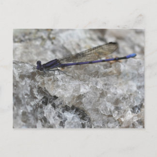 Carte Postale Violet Damselfly Sur Quartz Rock Nature