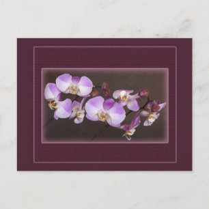 Carte Postale Violet et Orchidée blanche - photo de près
