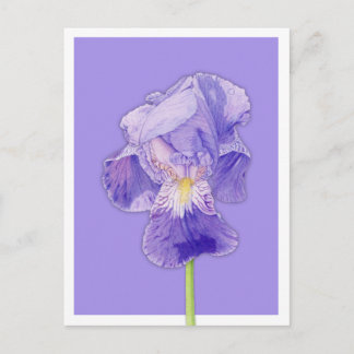 Carte Postale violet Iris