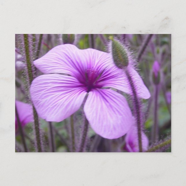 Carte Postale Violet subtil (Devant)