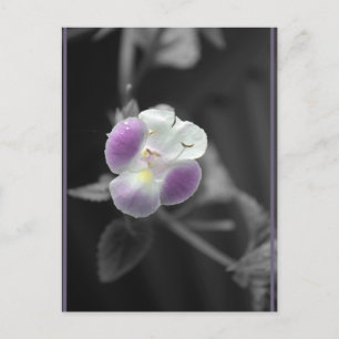 Carte Postale Violet sur noir