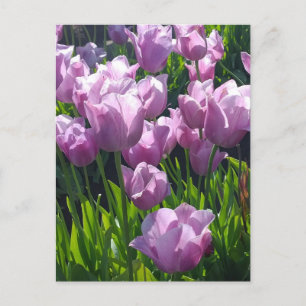 Carte Postale Violet Tulips, Oregon