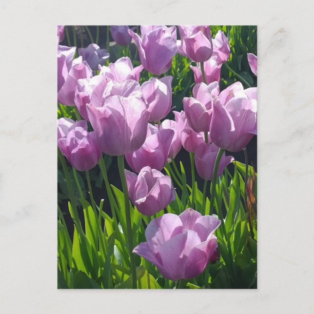 Carte Postale Violet Tulips, Oregon (Devant)