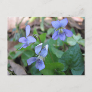 Carte postale Violets Bleus