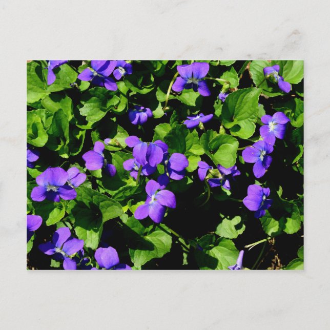 Carte postale violette (Devant)