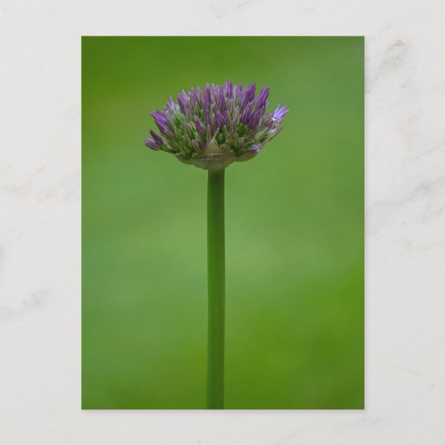 Carte postale violette Allium Flower (Devant)