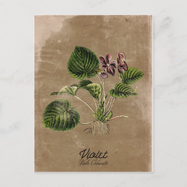 Carte postale violette de style vintage (Devant)