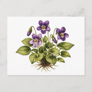 Carte Postale Violette pourpre style botanique vintage 