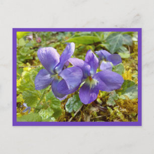 carte postale violettes
