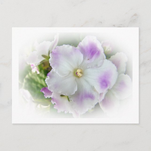 Carte Postale Violettes africaines violettes et blanches (Devant)