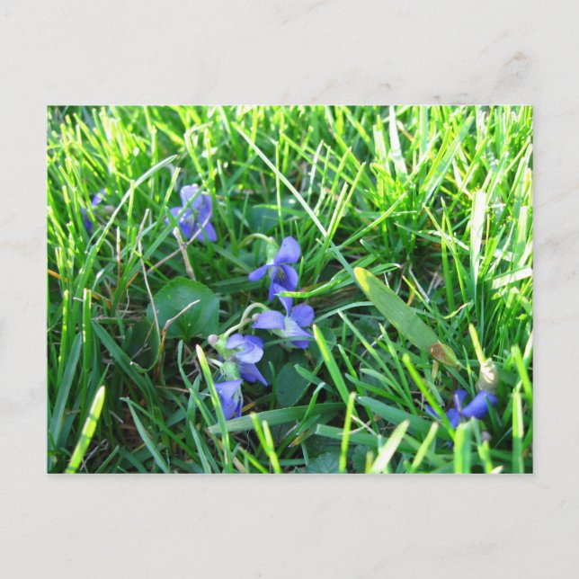 Carte Postale Violettes du premier printemps (Devant)
