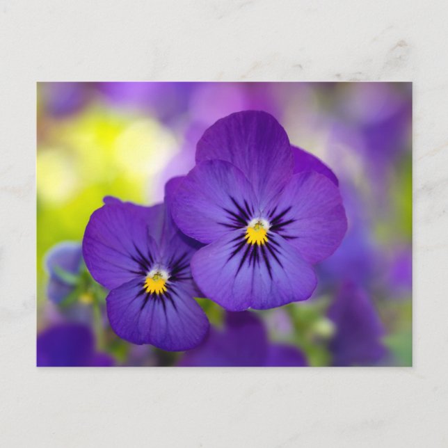 Carte Postale Violons violets (Devant)