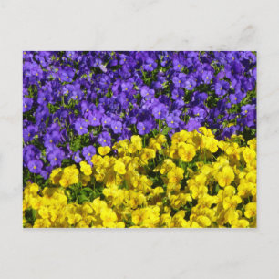 Carte Postale Violons violets et jaunes colorés floraux