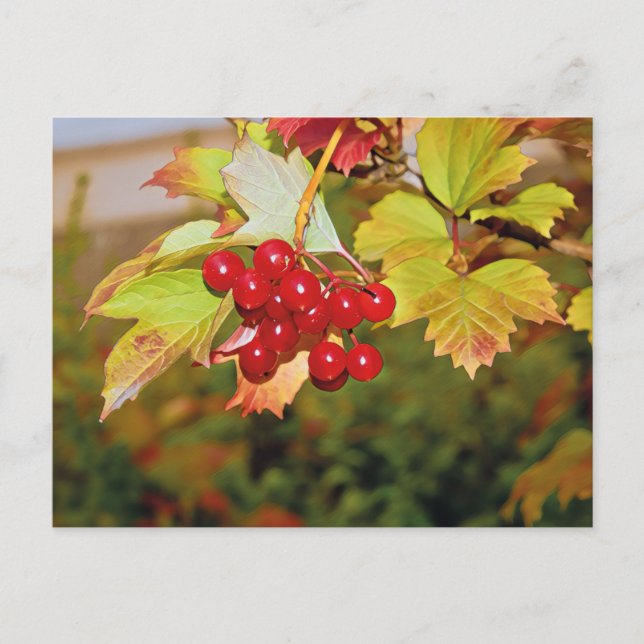 Carte postale Viorne Obier à Baies Rouges (Devant)