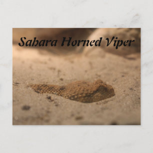 Carte Postale Viper de la Corne du Sahara