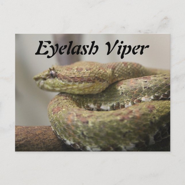 Carte Postale Viper Eyelash (Devant)