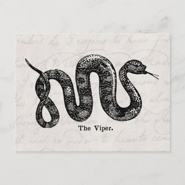 Carte Postale Viper Snake Antique Snakes Viper Viper Viper Viper (Devant)