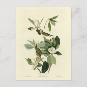 Carte Postale Vireo Audubon Birds of America