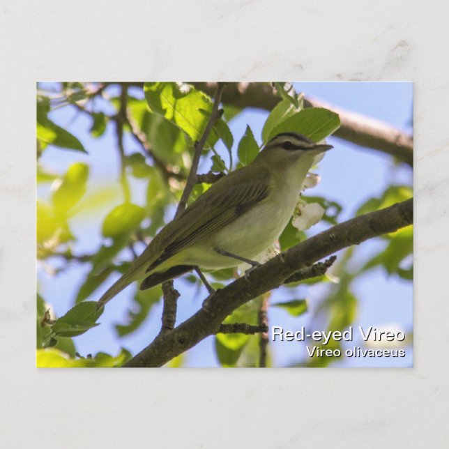 Carte Postale Vireo aux yeux rouges (Devant)