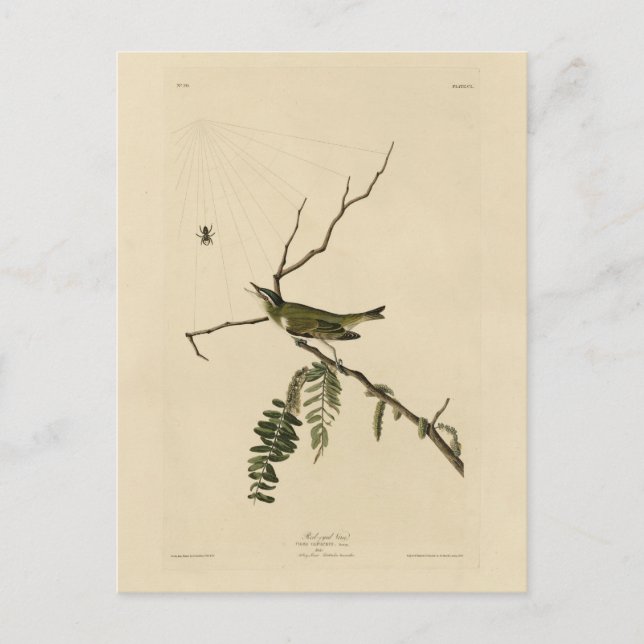 Carte Postale Vireo aux yeux rouges d'Audubon's Birds of America (Devant)