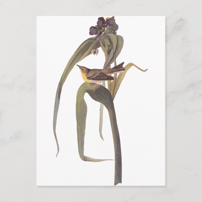 Carte Postale Vireo de la vigosphère d'Audubon (Devant)