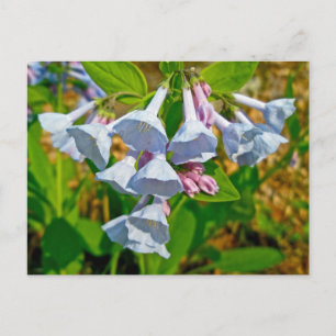 Carte Postale Virginia Bluebells Articles Coordonnés