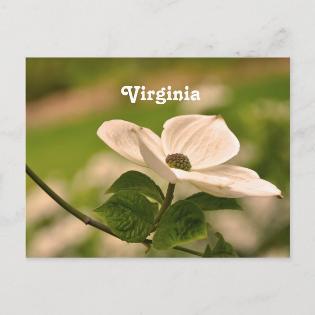 Carte Postale Virginia Dogwood (Devant)