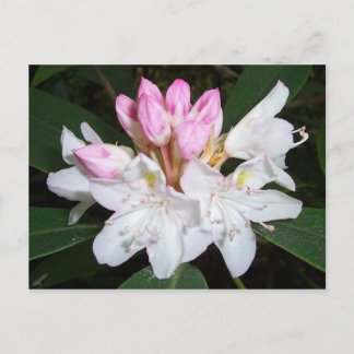 Carte Postale Virginia Rhododendron