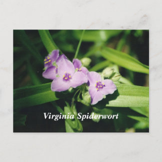 Carte Postale Virginia Spiderwort
