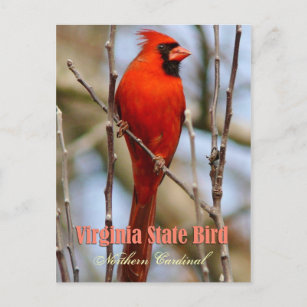Carte Postale Virginie State Bird - Cardinal du Nord