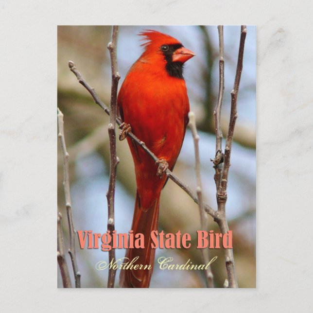 Carte Postale Virginie State Bird - Cardinal du Nord (Devant)