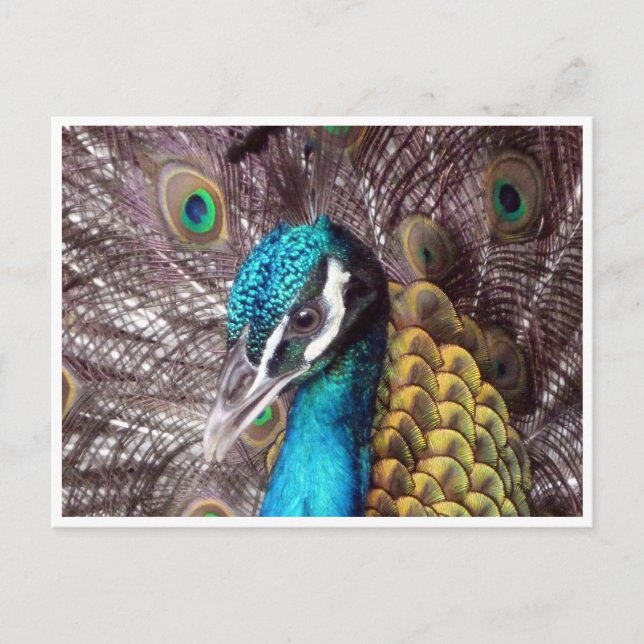 Carte Postale visage bleu paon (Devant)